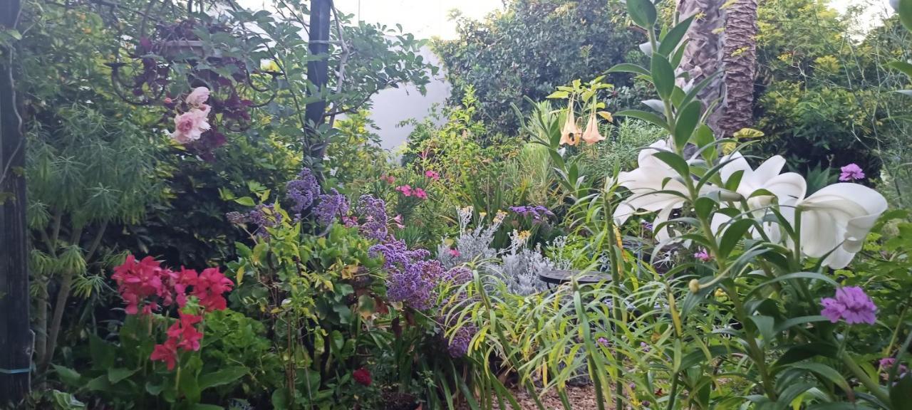 Casa Flora Garden Studio Sauzal Luaran gambar