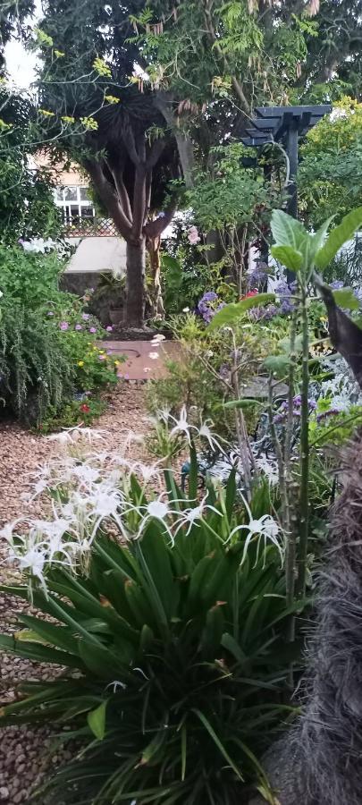 Casa Flora Garden Studio Sauzal Luaran gambar